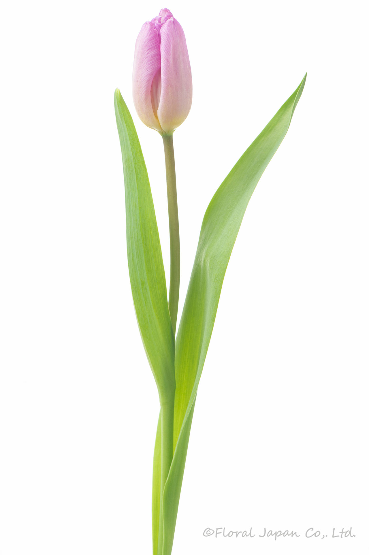 ライトピンクプリンス