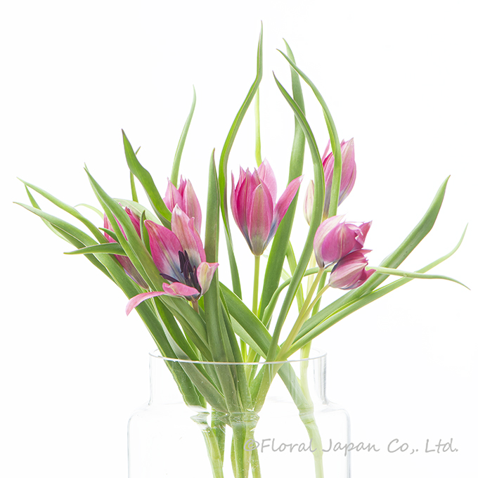 リトルビューティー