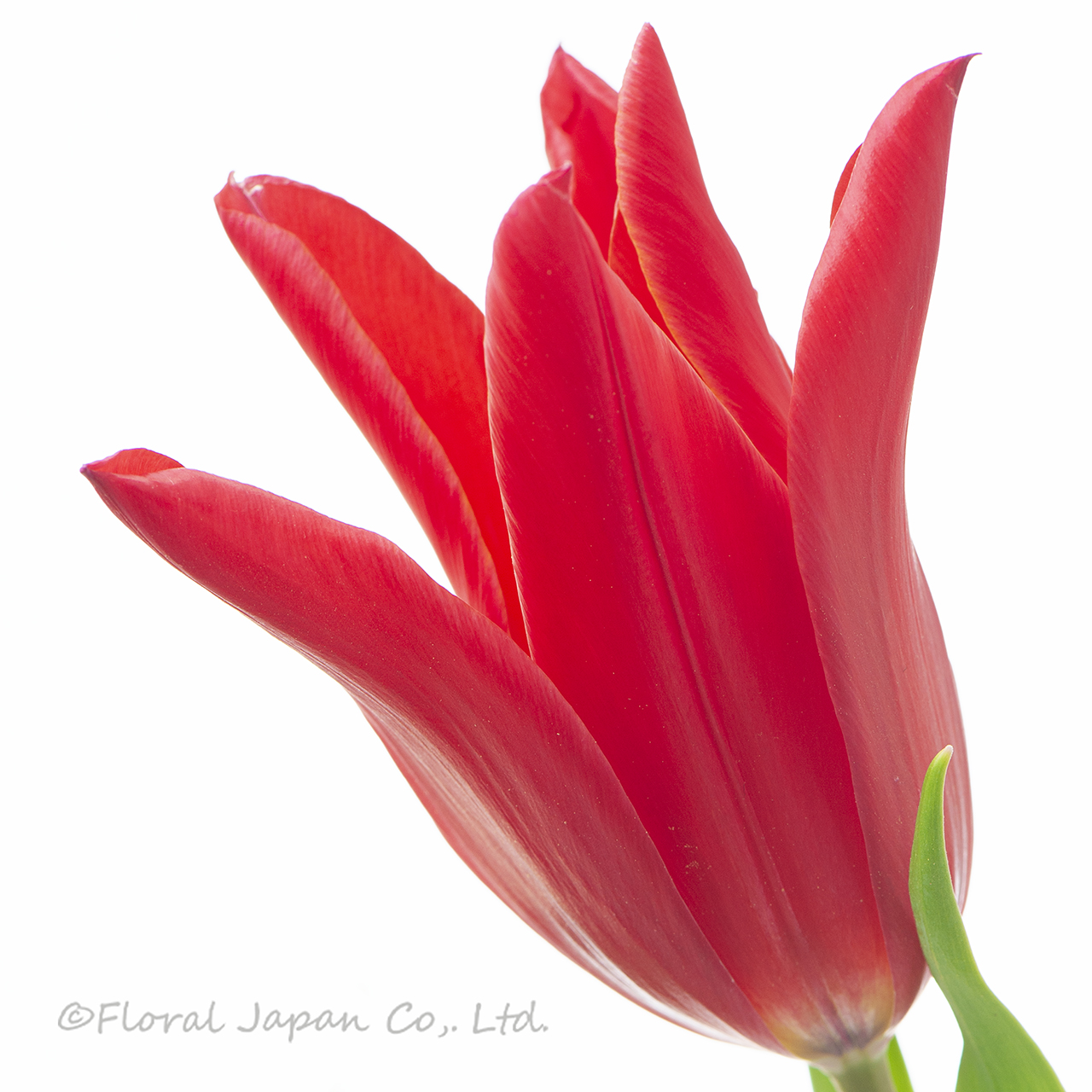 レッドストリート