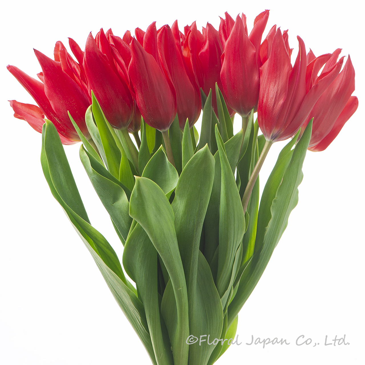 レッドストリート