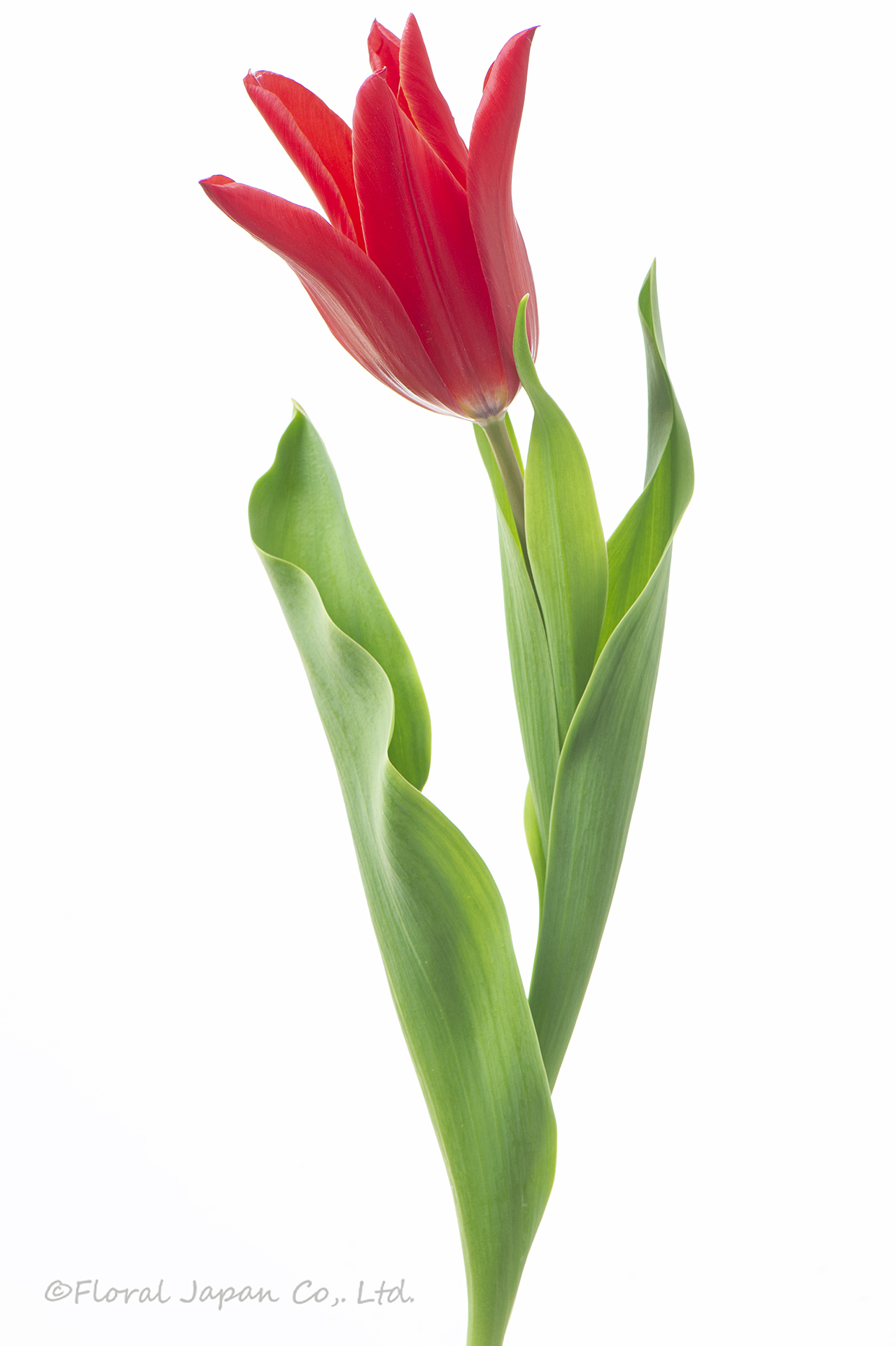 レッドストリート