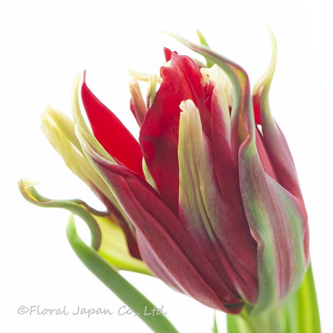 レッドスパイダー