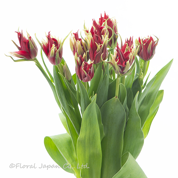 レッドスパイダー