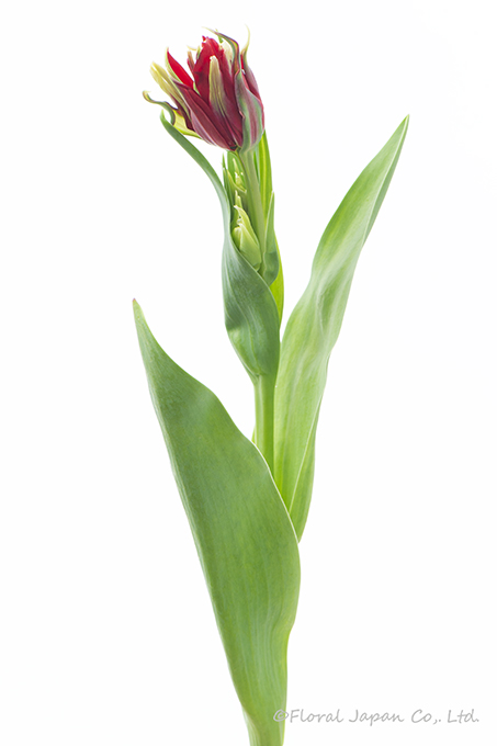 レッドスパイダー