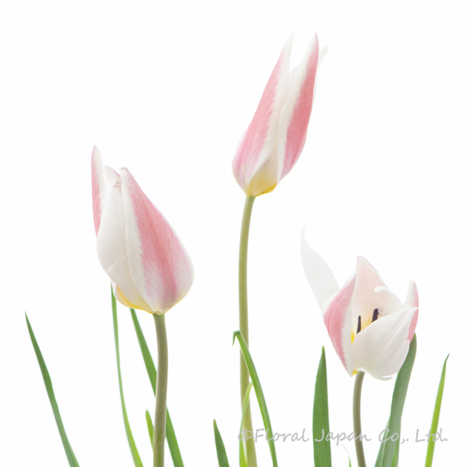 レディジェーン