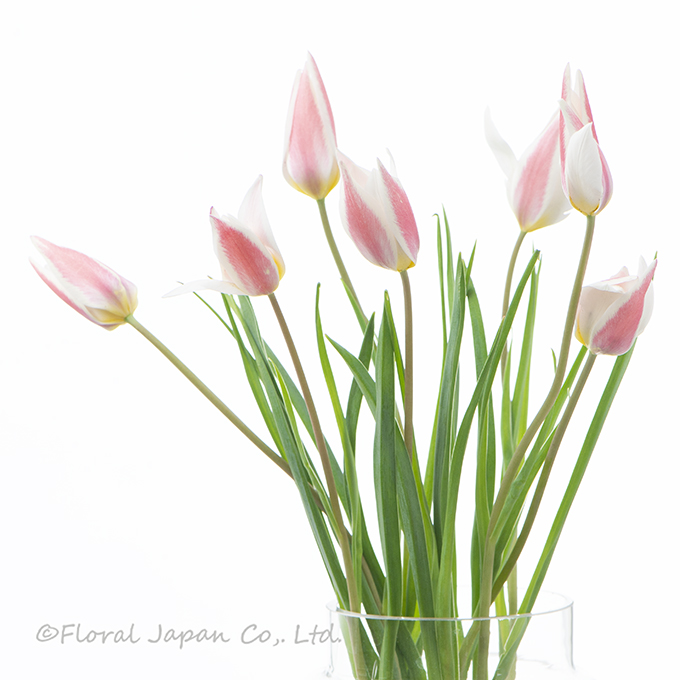 レディジェーン