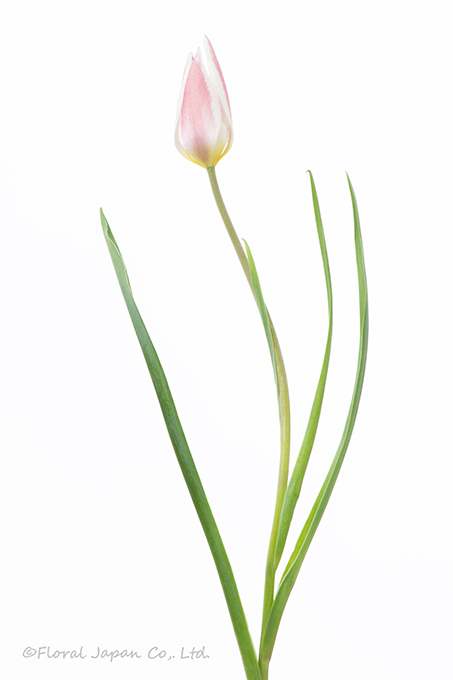 レディジェーン