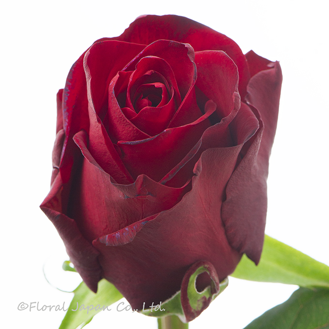 ヴァニティルージュ+