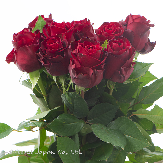 ヴァニティルージュ+