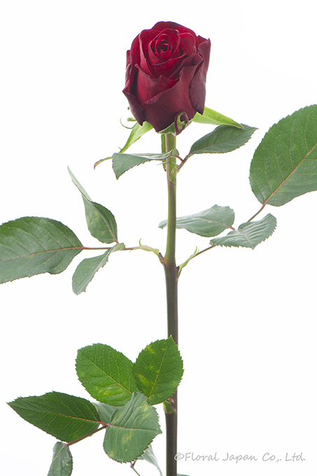 ヴァニティルージュ+