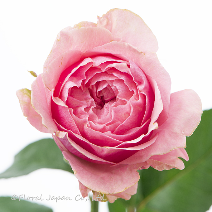 ヴィクトリアンキス