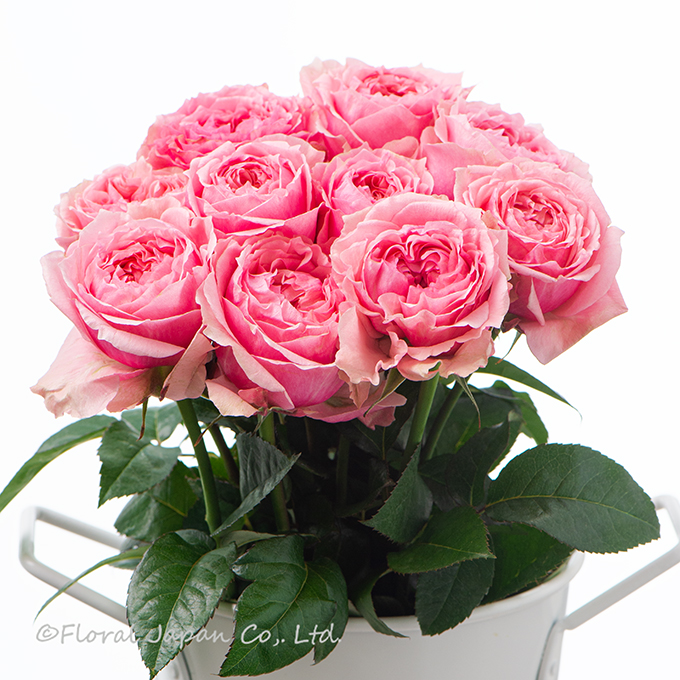 ヴィクトリアンキス