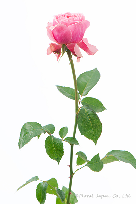 ヴィクトリアンキス