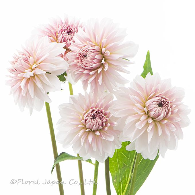 シェリー